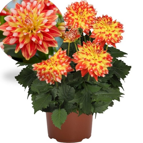 Dahlia hortensis 'Hypnotica® Candy Corn' - Aeddaalia 'Hypnotica® Candy Corn' P9/0,55L
